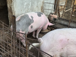 vind 2 purcele - imagine 3 vind 2 purcele - imagine 3