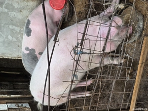 vind 2 purcele - imagine 2 vind 2 purcele - imagine 2