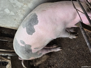 vind 2 purcele - imagine 4 vind 2 purcele - imagine 4