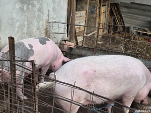 vind 2 purcele - imagine 5 vind 2 purcele - imagine 5