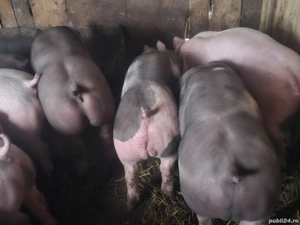 vând soldani rasa de calitate de carne petran belgian 35-40 kg   - imagine 2