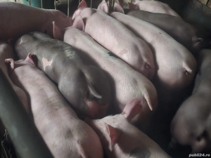 vând soldani rasa de calitate de carne petran belgian 35-40 kg   - imagine 3