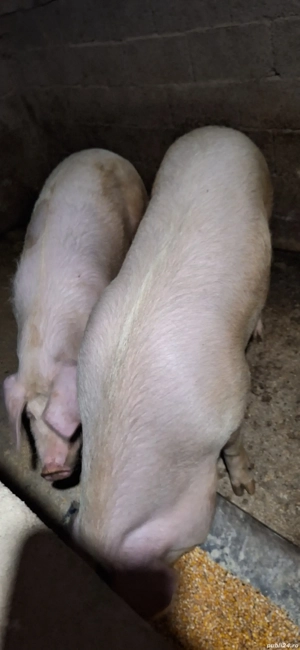 vand porci - imagine 2 vand porci - imagine 2