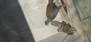 Fazani argintii si comuni