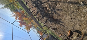 Fazani argintii si comuni - imagine 2 Fazani argintii si comuni - imagine 2