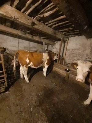 Vând juninca baltata românească  - imagine 4