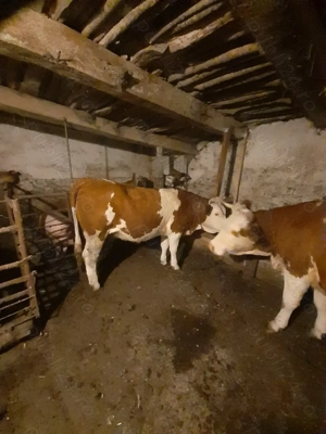 Vând juninca baltata românească  - imagine 2