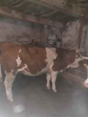 Vând juninca baltata românească  - imagine 5