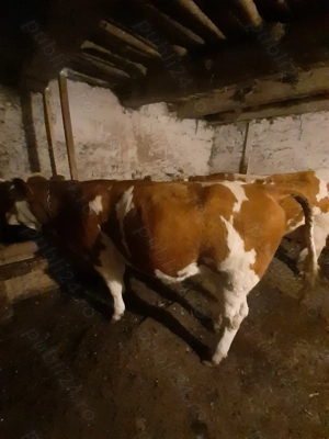 Vând juninca baltata românească  - imagine 3