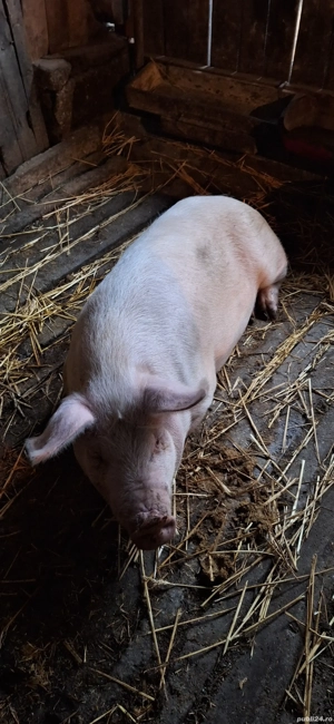 vand porci - imagine 3 vand porci - imagine 3