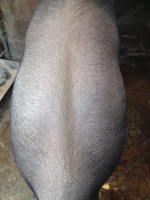Porc de vânzare Bazna 
