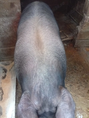 Porc de vânzare Bazna  - imagine 2 Porc de vânzare Bazna  - imagine 2