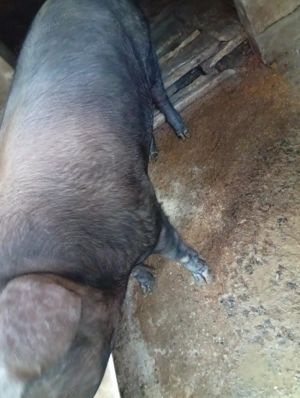 Porc de vânzare Bazna  - imagine 3 Porc de vânzare Bazna  - imagine 3