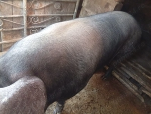 Porc de vânzare Bazna  - imagine 4 Porc de vânzare Bazna  - imagine 4