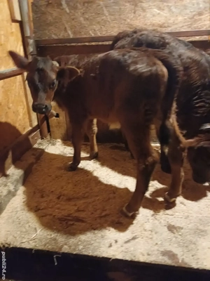 Vând  3 viței de lapte  - imagine 2