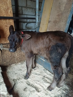 Vând  3 viței de lapte  - imagine 5