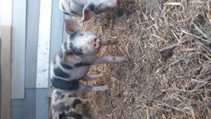 Purcei de vanzare 35 kg