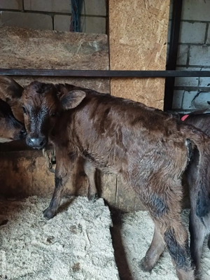 Vând  3 viței de lapte  - imagine 4