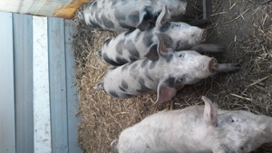 Purcei de vanzare 35 kg - imagine 2 Purcei de vanzare 35 kg - imagine 2