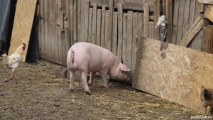 grăsuni landrace cu pietrain  - imagine 5