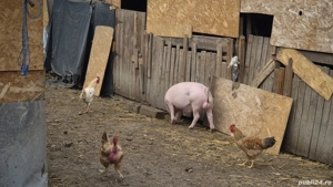 grăsuni landrace cu pietrain  - imagine 4