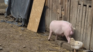 grăsuni landrace cu pietrain 