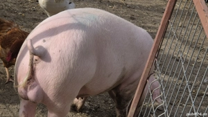 grăsuni landrace cu pietrain  - imagine 3