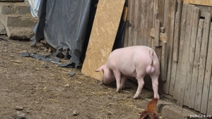 grăsuni landrace cu pietrain  - imagine 2