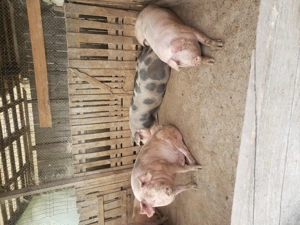 porci de vânzare  - imagine 2