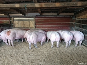 Vand porci!  - imagine 2