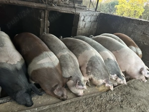 Porci de vânzare de carne 