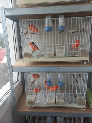 Vând canari din gospodăria proprie - imagine 2 Vând canari din gospodăria proprie - imagine 2