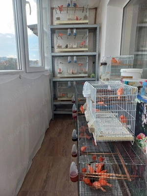 Vând canari din gospodăria proprie