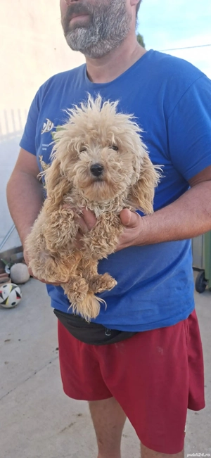 Putel talie extra toy - imagine 3