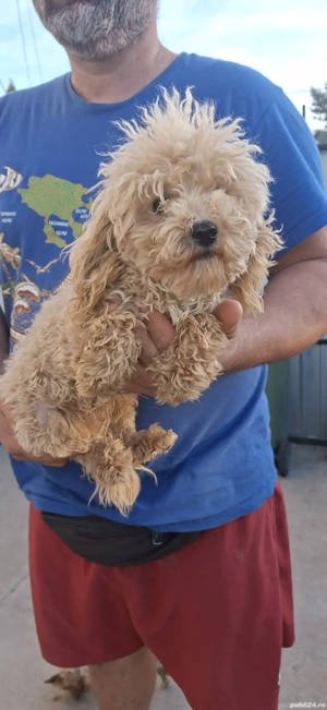 Putel talie extra toy