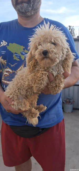 Putel talie extra toy - imagine 2