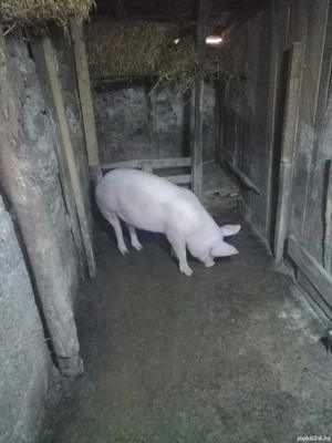 Se vinde o grăsună de aprox 75 de kg 