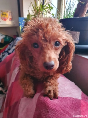 Pudel toy cu pedegree