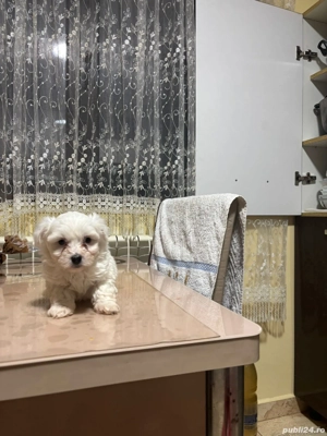 Bichonei frumusei  - imagine 3