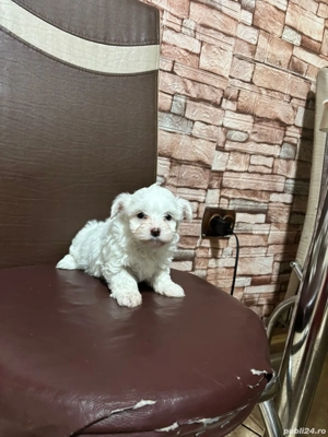 Bichonei frumusei  - imagine 2