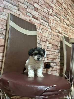 Bichonei frumusei  - imagine 4