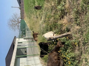 Vând țapi capre - imagine 2