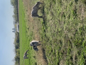 Vând țapi capre - imagine 3