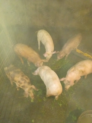 Purcei din rasele rasele de carne  - imagine 2