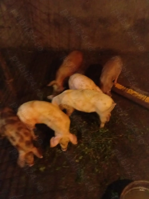 Purcei din rasele rasele de carne  - imagine 3