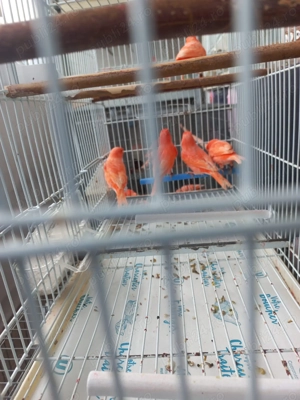 Vând canari din gospodăria proprie - imagine 3 Vând canari din gospodăria proprie - imagine 3