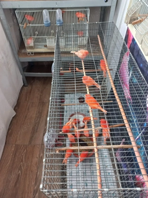 Vând canari din gospodăria proprie - imagine 4 Vând canari din gospodăria proprie - imagine 4