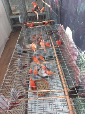 Vând canari din gospodăria proprie - imagine 5 Vând canari din gospodăria proprie - imagine 5