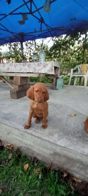 Pui de Vizsla maghiara - imagine 2