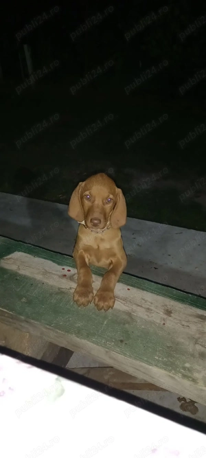 Pui de Vizsla maghiara